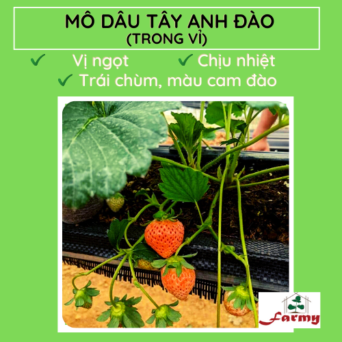 Dã U Anh ä ã O Fm The Farmy Viá T Nam Dã U Anh ä ã O Fm The Farmy Viá T Nam