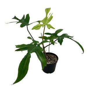 Philodendron florida (én xanh)