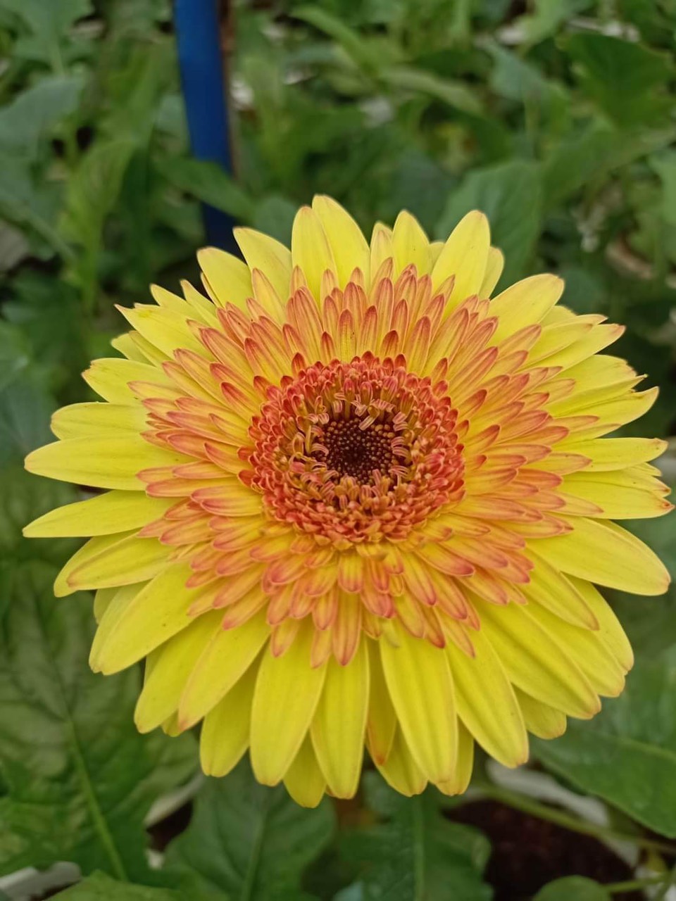 hoa đồng tiền - The Farmy Việt Nam