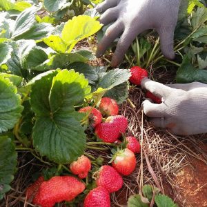 Dâu tây tươi Đà Lạt.FM