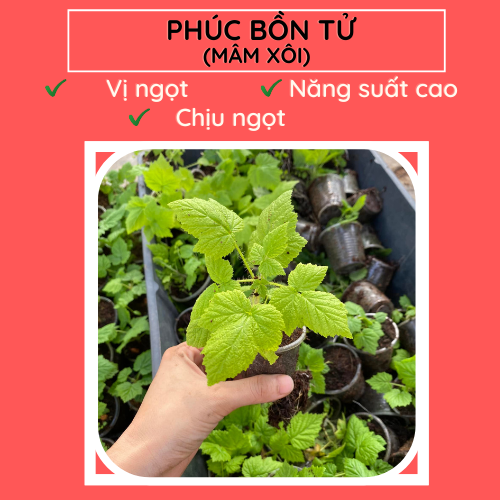 Phúc bồn tử FM