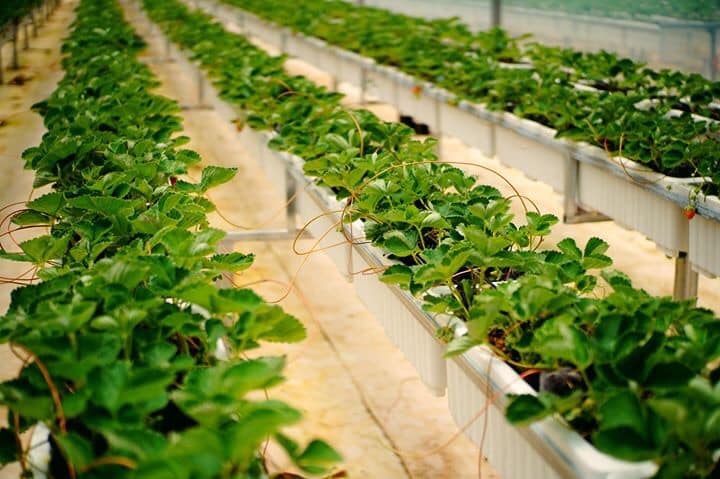 Cung ứng cây giống và giải pháp cho cây dâu tây