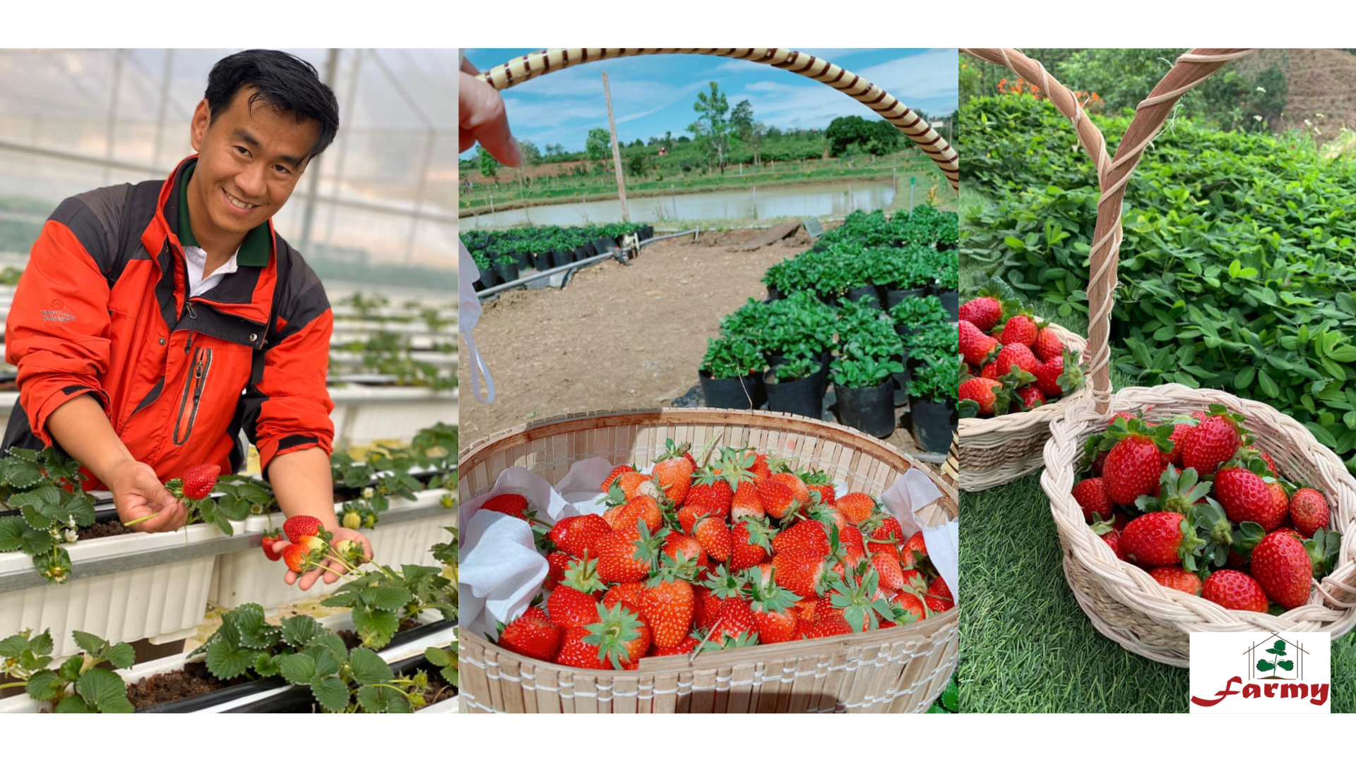 Từ phòng mô ra đến vườn ươm