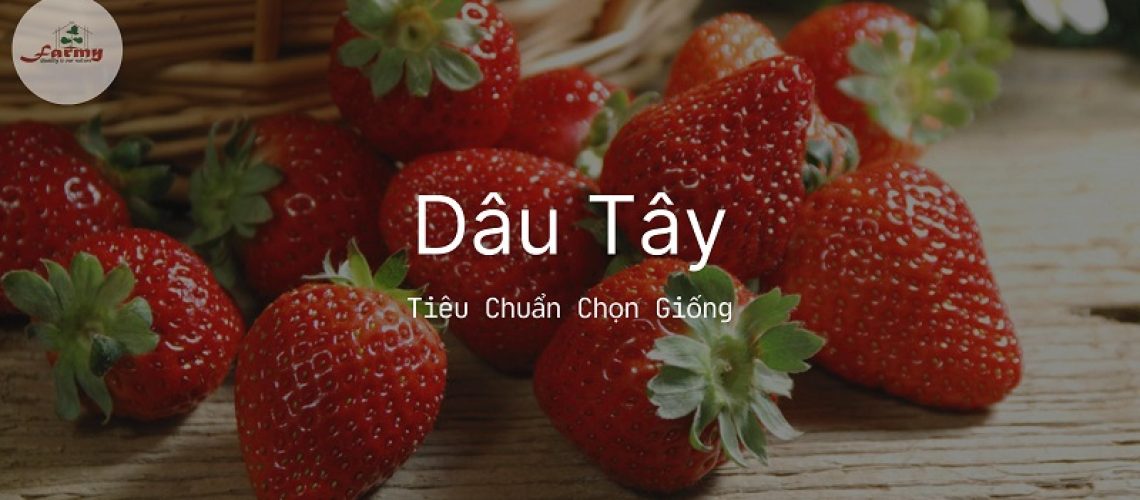 Tieu-Chuan-Chon-Giong